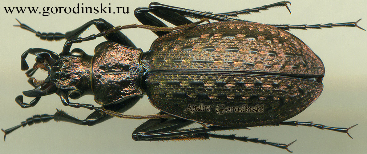 http://www.gorodinski.ru/carabus/Eccoptolabrus uenoianus uenoianus.jpg